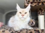 Maine Coon Vienna - Maine Coon Cat For Sale - 