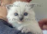 Traditional Blue Point Male Health Tested Parents - Ragdoll Kitten For Sale - Millersport&comma; OH&comma; US