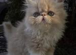 Cinnamon Roll - Persian Kitten For Sale - Pennsauken&comma; NJ&comma; US