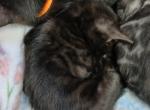Melanistic bengal - Bengal Kitten For Sale - 
