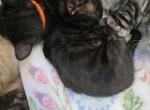Melanistic bengal - Bengal Kitten For Sale - Marion&comma; NY&comma; US