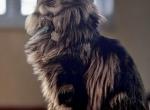 XL Brown Tabby Male Maine Coon Young adult - Maine Coon Cat For Sale - Union City&comma; MI&comma; US