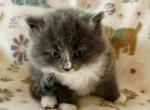 Wilbur - Siberian Kitten For Sale - Clintwood&comma; VA&comma; US