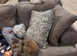 Lillibelle - Persian Cat For Sale - Lafayette&comma; LA&comma; US