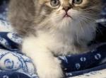 Frankie - Persian Kitten For Sale - Stuart&comma; FL&comma; US