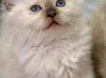 Traditional Seal Point - Ragdoll Kitten For Sale - Beaver Falls&comma; PA&comma; US