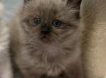 Cherubims Ragdolls Sepia Litter - Ragdoll Kitten For Sale - Beaver Falls&comma; PA&comma; US