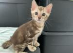 Kiki Tika Kiko Amara Luna Leo Romeo rock - Bengal Kitten For Adoption - NJ&comma; US