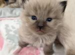 Sepia  cherubim  Ragdoll Litter - Ragdoll Kitten For Sale - Beaver Falls&comma; PA&comma; US