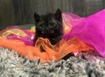 Juju Bear - Pixie-Bob Kitten For Sale