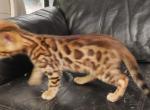 Leia's Brown girl - Bengal Kitten For Sale - Buellton&comma; CA&comma; US