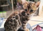 Leia's light brown girl - Bengal Kitten For Sale - Buellton&comma; CA&comma; US