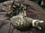 Truck and Cece Male and Female Siblings - Bengal Cat For Adoption - Seattle&comma; WA&comma; US