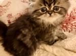 Tuesday - Persian Kitten For Sale - Vincennes&comma; IN&comma; US