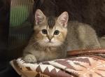 Simba - Scottish Straight Kitten For Sale - Suffield&comma; CT&comma; US