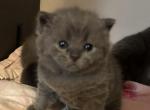 Sima - British Shorthair Kitten For Sale - 