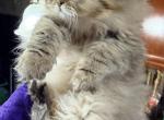 Purebred Persian female - Persian Kitten For Sale - 