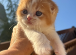 Rocky - Scottish Fold Kitten For Sale - Omaha&comma; NE&comma; US