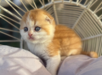 Rudy - Scottish Fold Kitten For Sale - Kansas City&comma; MO&comma; US
