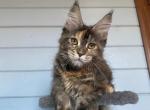 European Maine Coon Tortie Girl - Maine Coon Kitten For Sale - NY&comma; US