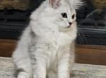 Snow - Scottish Straight Kitten For Sale - 