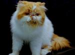 Nugget - Persian Cat For Sale/Service - 