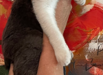 Swet little guy - Domestic Kitten For Sale - 