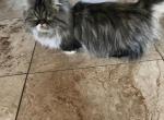 LITTLE MISS MOLLY - Munchkin Cat For Sale/Retired Breeding - Brookings&comma; OR&comma; US