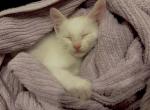 Coco - Domestic Kitten For Sale - Augusta&comma; GA&comma; US