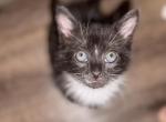 Abu - Domestic Kitten For Sale - Augusta&comma; GA&comma; US