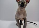 HareBear - Sphynx Cat For Sale - San Diego&comma; CA&comma; US