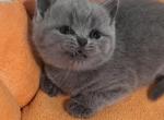 Candy blue British Shorthair - British Shorthair Kitten For Sale - 