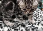 Molly Scottish Fold girl - Scottish Fold Kitten For Sale - NY&comma; US