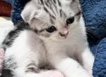 Xavier Scottish Fold boy - Scottish Fold Kitten For Sale - NY&comma; US