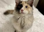 Sasha - Maine Coon Kitten For Sale - Gallatin&comma; TN&comma; US