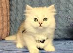 Taisia - Munchkin Kitten For Sale - Pembroke Pines&comma; FL&comma; US