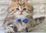 Davis - Munchkin Kitten For Sale - Pembroke Pines&comma; FL&comma; US