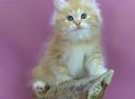 Eden - Siberian Kitten For Sale - Pembroke Pines&comma; FL&comma; US