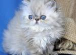 Yoko - Persian Kitten For Sale - Hollywood&comma; FL&comma; US