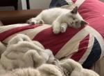 Coconut - Ragdoll Kitten For Sale - Manhattan&comma; NY&comma; US