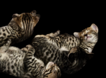 Savannahs - Savannah Cat For Sale - Cedar Springs&comma; MI&comma; US