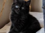 Frankie - Siberian Kitten For Sale - NY&comma; US