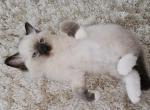March - Ragdoll Kitten For Sale - Cape Coral&comma; FL&comma; US