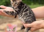 Brown spotted female - Bengal Kitten For Sale - Timpson&comma; TX&comma; US
