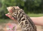 Brown Female - Bengal Kitten For Sale - Timpson&comma; TX&comma; US