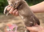 Snow Mink Male - Bengal Kitten For Sale - Timpson&comma; TX&comma; US