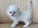 Scottish White Point Males - Scottish Fold Kitten For Sale - Orlando&comma; FL&comma; US