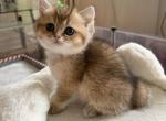 Tommy - British Shorthair Kitten For Sale - New York&comma; NY&comma; US