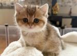 Lola - British Shorthair Kitten For Sale - Brooklyn&comma; NY&comma; US