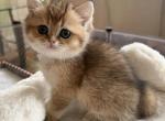 Tommy - British Shorthair Kitten For Sale - Brooklyn&comma; NY&comma; US